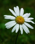 simple daisy