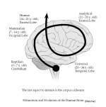 diagram  maturation and evolution of the human brain (lifetime).